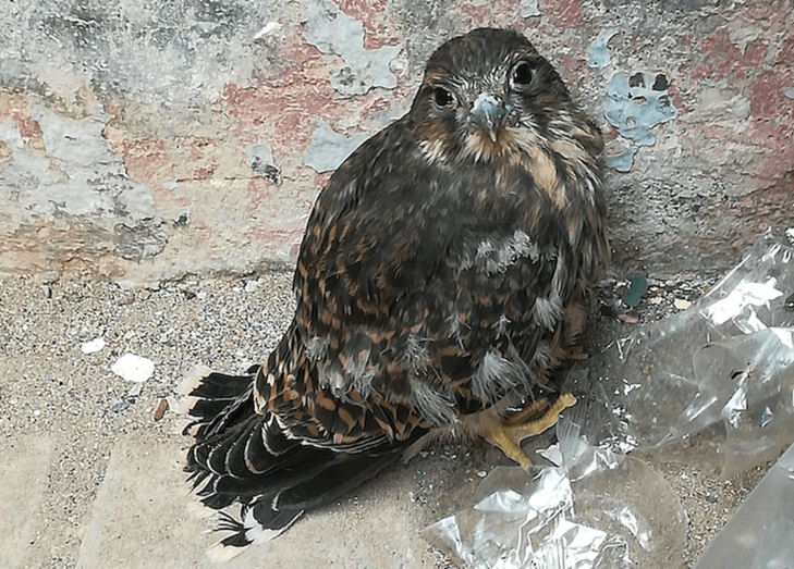 El ejemplar, de corta edad, apareció en este populoso barrio de Telde (Foto TA)